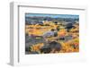 Ecuador, Galapagos National Park, Mosquera Island. Lava gull amid portulaca plants.-Jaynes Gallery-Framed Photographic Print