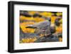 Ecuador, Galapagos National Park, Mosquera Island. Lava gull close-up.-Jaynes Gallery-Framed Photographic Print