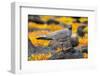 Ecuador, Galapagos National Park, Mosquera Island. Lava gull close-up.-Jaynes Gallery-Framed Photographic Print