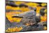 Ecuador, Galapagos National Park, Mosquera Island. Lava gull close-up.-Jaynes Gallery-Mounted Photographic Print
