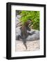 Ecuador, Galapagos National Park, Mosquera Island. Marine iguana on rock.-Jaynes Gallery-Framed Photographic Print