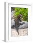 Ecuador, Galapagos National Park, Mosquera Island. Marine iguana on rock.-Jaynes Gallery-Framed Photographic Print