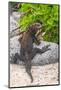 Ecuador, Galapagos National Park, Mosquera Island. Marine iguana on rock.-Jaynes Gallery-Mounted Photographic Print