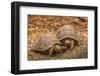 Ecuador, Galapagos National Park, Santa Cruz Island. Giant tortoise young.-Jaynes Gallery-Framed Photographic Print
