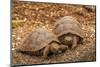 Ecuador, Galapagos National Park, Santa Cruz Island. Giant tortoise young.-Jaynes Gallery-Mounted Photographic Print