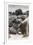 Ecuador, Galapagos National Park. Sea lion and pup.-Jaynes Gallery-Framed Premium Photographic Print