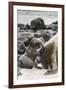 Ecuador, Galapagos National Park. Sea lion and pup.-Jaynes Gallery-Framed Premium Photographic Print