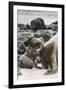 Ecuador, Galapagos National Park. Sea lion and pup.-Jaynes Gallery-Framed Premium Photographic Print