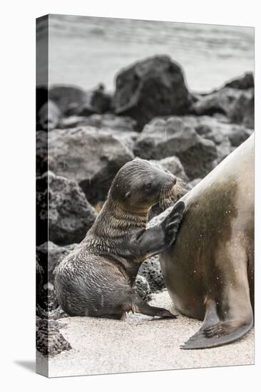 Ecuador, Galapagos National Park. Sea lion and pup.-Jaynes Gallery-Stretched Canvas