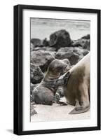 Ecuador, Galapagos National Park. Sea lion and pup.-Jaynes Gallery-Framed Photographic Print