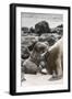 Ecuador, Galapagos National Park. Sea lion and pup.-Jaynes Gallery-Framed Photographic Print