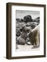 Ecuador, Galapagos National Park. Sea lion and pup.-Jaynes Gallery-Framed Photographic Print