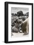 Ecuador, Galapagos National Park. Sea lion and pup.-Jaynes Gallery-Framed Photographic Print
