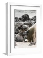 Ecuador, Galapagos National Park. Sea lion and pup.-Jaynes Gallery-Framed Photographic Print