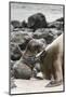 Ecuador, Galapagos National Park. Sea lion and pup.-Jaynes Gallery-Mounted Photographic Print