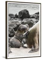 Ecuador, Galapagos National Park. Sea lion and pup.-Jaynes Gallery-Framed Premium Photographic Print