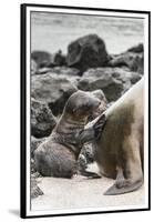 Ecuador, Galapagos National Park. Sea lion and pup.-Jaynes Gallery-Framed Premium Photographic Print