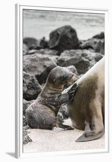 Ecuador, Galapagos National Park. Sea lion and pup.-Jaynes Gallery-Framed Premium Photographic Print