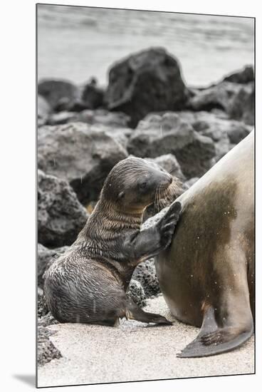 Ecuador, Galapagos National Park. Sea lion and pup.-Jaynes Gallery-Mounted Premium Photographic Print