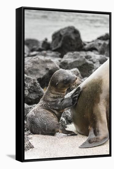 Ecuador, Galapagos National Park. Sea lion and pup.-Jaynes Gallery-Framed Stretched Canvas