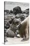 Ecuador, Galapagos National Park. Sea lion and pup.-Jaynes Gallery-Stretched Canvas