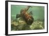 Ecuador, Galapagos National Park. Sea Lion Pup Underwater-Cathy & Gordon Illg-Framed Photographic Print