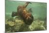 Ecuador, Galapagos National Park. Sea Lion Pup Underwater-Cathy & Gordon Illg-Mounted Photographic Print