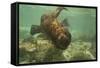 Ecuador, Galapagos National Park. Sea Lion Pup Underwater-Cathy & Gordon Illg-Framed Stretched Canvas