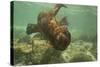 Ecuador, Galapagos National Park. Sea Lion Pup Underwater-Cathy & Gordon Illg-Stretched Canvas