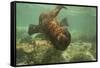 Ecuador, Galapagos National Park. Sea Lion Pup Underwater-Cathy & Gordon Illg-Framed Stretched Canvas