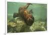 Ecuador, Galapagos National Park. Sea Lion Pup Underwater-Cathy & Gordon Illg-Framed Photographic Print