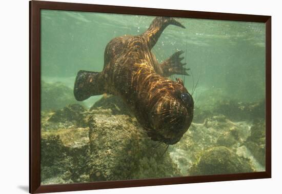 Ecuador, Galapagos National Park. Sea Lion Pup Underwater-Cathy & Gordon Illg-Framed Photographic Print