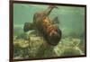 Ecuador, Galapagos National Park. Sea Lion Pup Underwater-Cathy & Gordon Illg-Framed Photographic Print