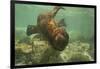 Ecuador, Galapagos National Park. Sea Lion Pup Underwater-Cathy & Gordon Illg-Framed Photographic Print