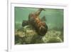 Ecuador, Galapagos National Park. Sea Lion Pup Underwater-Cathy & Gordon Illg-Framed Photographic Print