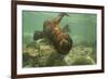 Ecuador, Galapagos National Park. Sea Lion Pup Underwater-Cathy & Gordon Illg-Framed Photographic Print