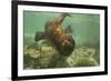 Ecuador, Galapagos National Park. Sea Lion Pup Underwater-Cathy & Gordon Illg-Framed Photographic Print