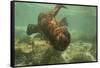 Ecuador, Galapagos National Park. Sea Lion Pup Underwater-Cathy & Gordon Illg-Framed Stretched Canvas