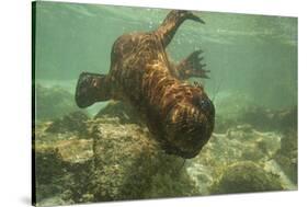 Ecuador, Galapagos National Park. Sea Lion Pup Underwater-Cathy & Gordon Illg-Stretched Canvas