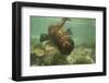 Ecuador, Galapagos National Park. Sea Lion Pup Underwater-Cathy & Gordon Illg-Framed Photographic Print