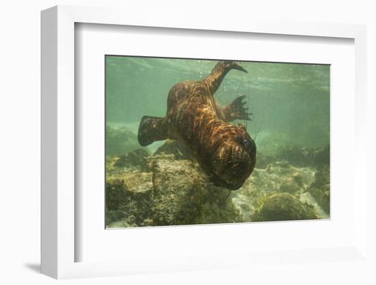 Ecuador, Galapagos National Park. Sea Lion Pup Underwater-Cathy & Gordon Illg-Framed Photographic Print