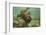 Ecuador, Galapagos National Park. Sea Lion Pup Underwater-Cathy & Gordon Illg-Framed Photographic Print