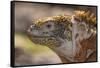 Ecuador, Galapagos National Park, South Plaza Island. Land iguana head close-up.-Jaynes Gallery-Framed Stretched Canvas