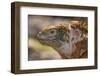 Ecuador, Galapagos National Park, South Plaza Island. Land iguana head close-up.-Jaynes Gallery-Framed Photographic Print