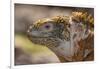 Ecuador, Galapagos National Park, South Plaza Island. Land iguana head close-up.-Jaynes Gallery-Framed Photographic Print