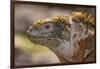 Ecuador, Galapagos National Park, South Plaza Island. Land iguana head close-up.-Jaynes Gallery-Framed Photographic Print