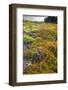 Ecuador, Galapagos National Park, South Plaza Island. Land iguana in portulaca plants.-Jaynes Gallery-Framed Photographic Print