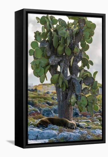 Ecuador, Galapagos National Park, South Plaza Island. Sea lion resting beside cactus.-Jaynes Gallery-Framed Stretched Canvas