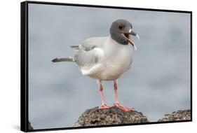 Ecuador, Galapagos National Park. Swallow-tailed gull panting to stay cool.-Jaynes Gallery-Framed Stretched Canvas
