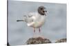 Ecuador, Galapagos National Park. Swallow-tailed gull panting to stay cool.-Jaynes Gallery-Stretched Canvas